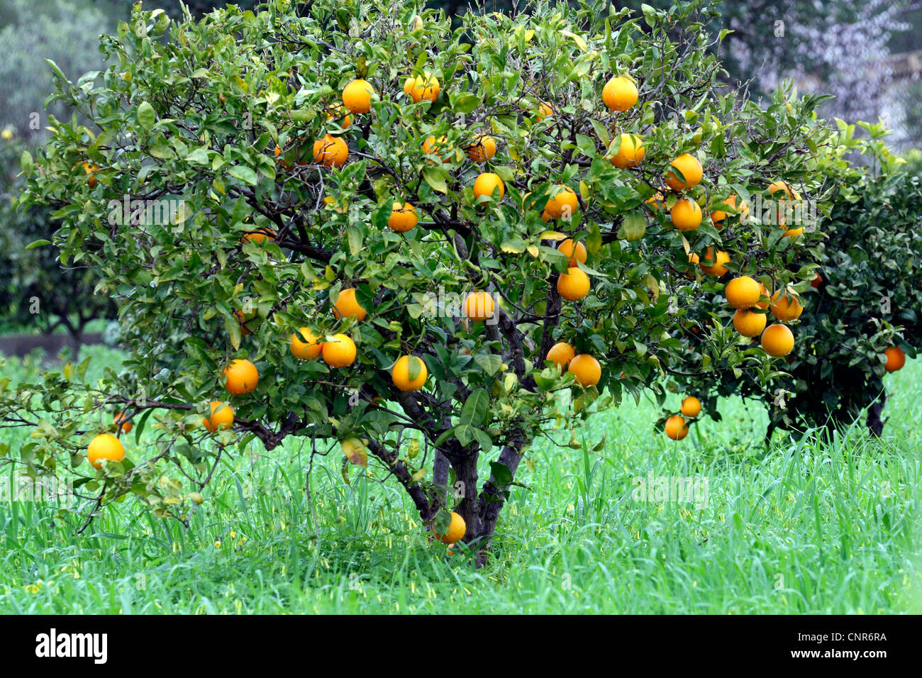 Orangenbaum (Citrus Sinensis), Fruchtbildung Orange, Spanien, Balearen, Mallorca Stockfoto