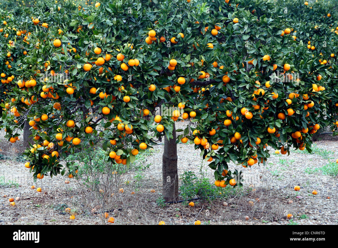 Orangenbaum (Citrus Sinensis), orange Baum, Spanien, Balearen, Mallorca Stockfoto
