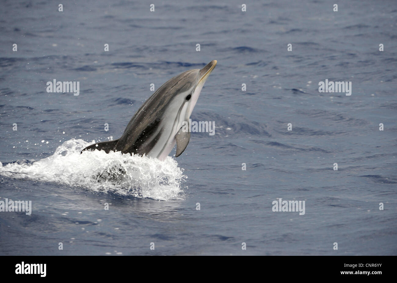 gestreifte Delfin, blau-weißen Delfin, Euphrosyne Delfin (Stenella Coeruleoalba), springen, mediterran Stockfoto