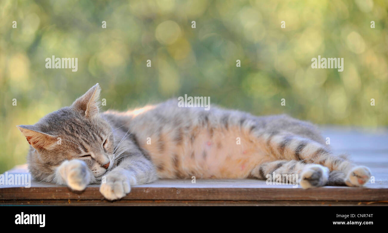 junge Katze am Tisch liegen, schlafen Stockfoto