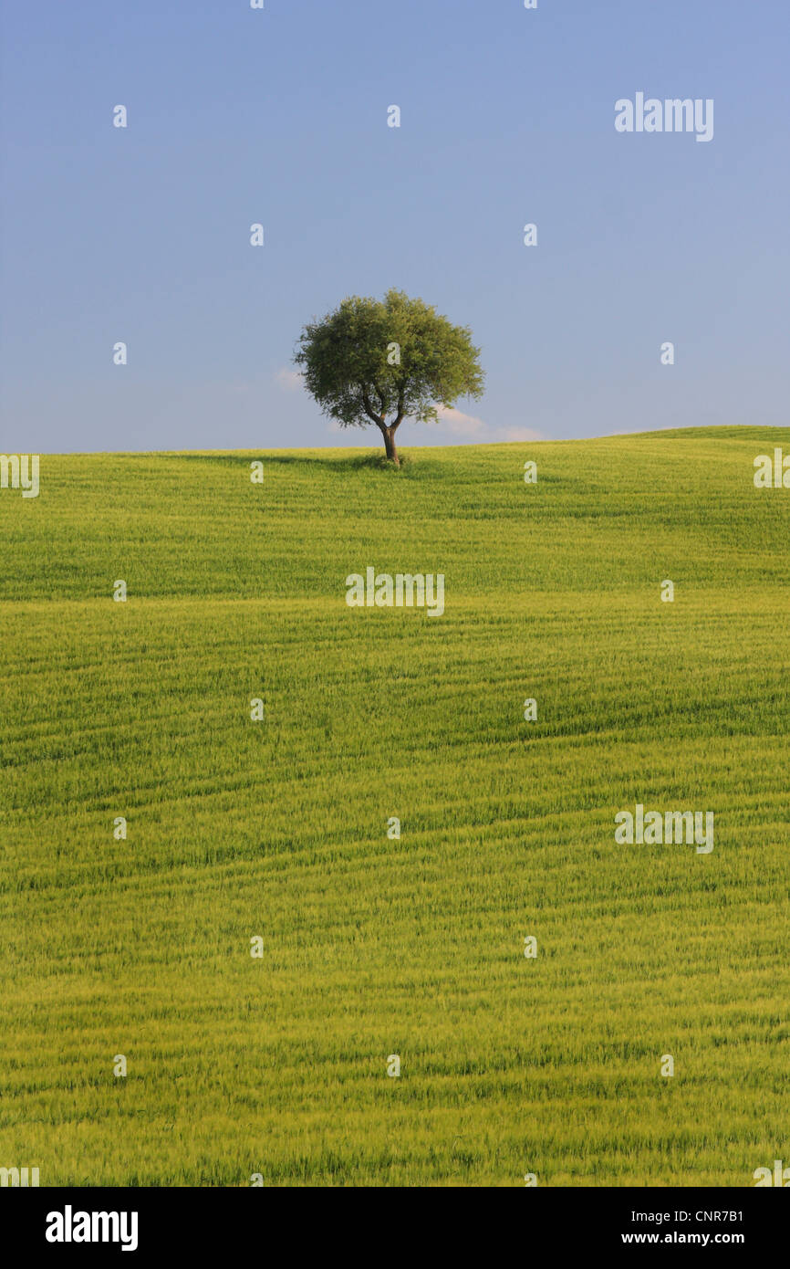 hügelige Landschaft mit Getreidefeldern und Eiche, Italien, Tuscany Stockfoto
