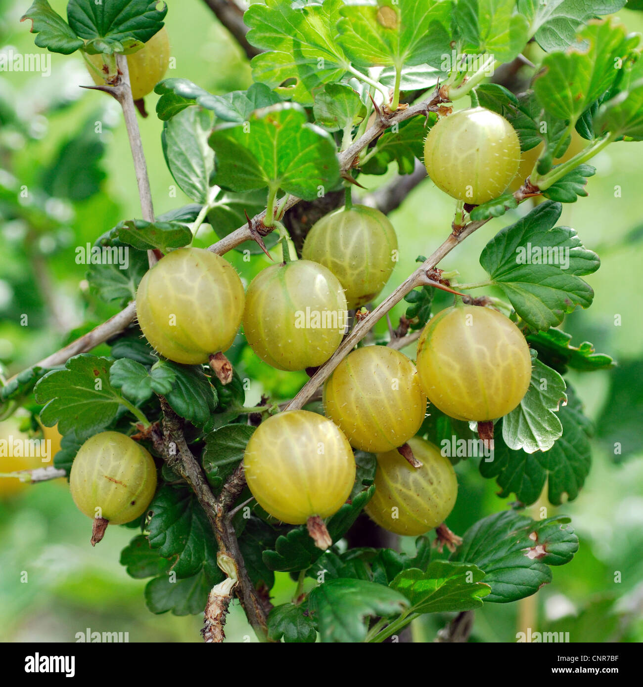 wilde Stachelbeere, europäischen Stachelbeere (Ribes Uva-Crispa 'Rixanta' Rixanta Ribes Uva-Crispa), Sorte 'Rixanta' Stockfoto