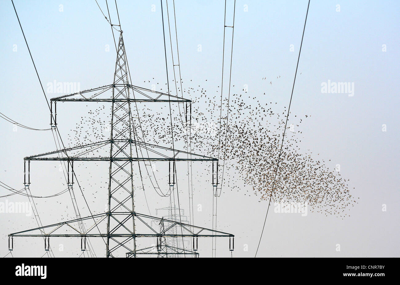 gemeinsamen Star (Sturnus Vulgaris), Vogelschwarm am Pylon, Deutschland, Rheinland-Pfalz Stockfoto