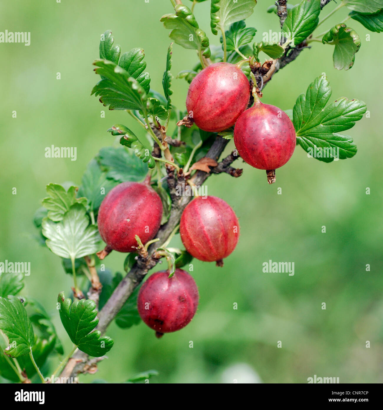 wilde Stachelbeere, europäischen Stachelbeere (Ribes Uva-Crispa "Pax", Ribes Uva-Crispa Pax), Sorte "Pax" Stockfoto