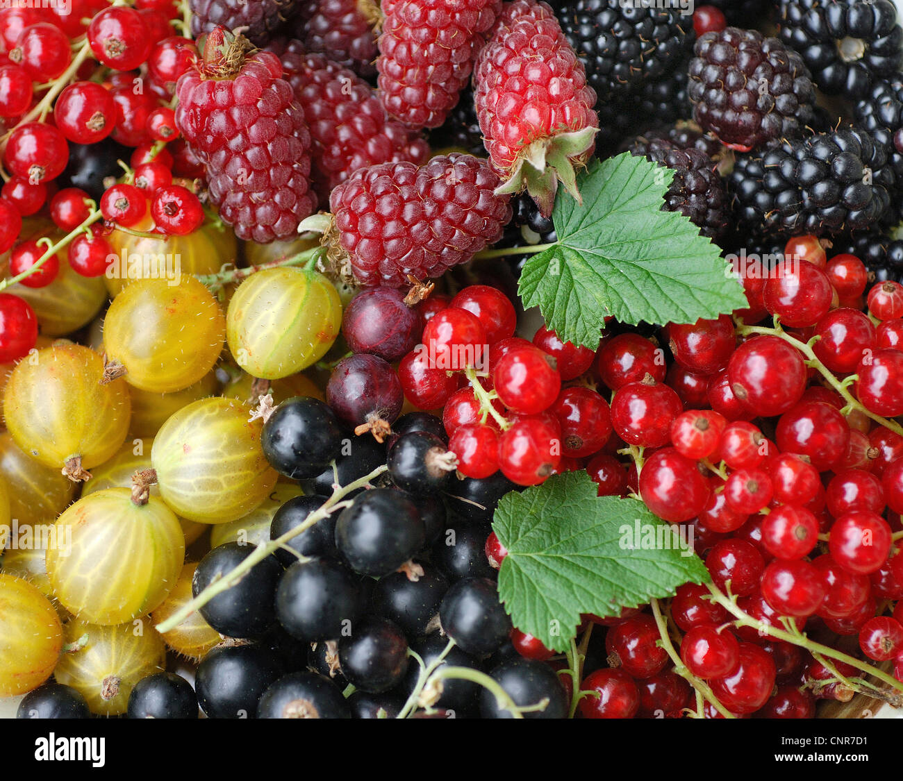 nördliche rote Johannisbeere (Ribes Rubrum), verschiedene kleine Früchte Stockfoto