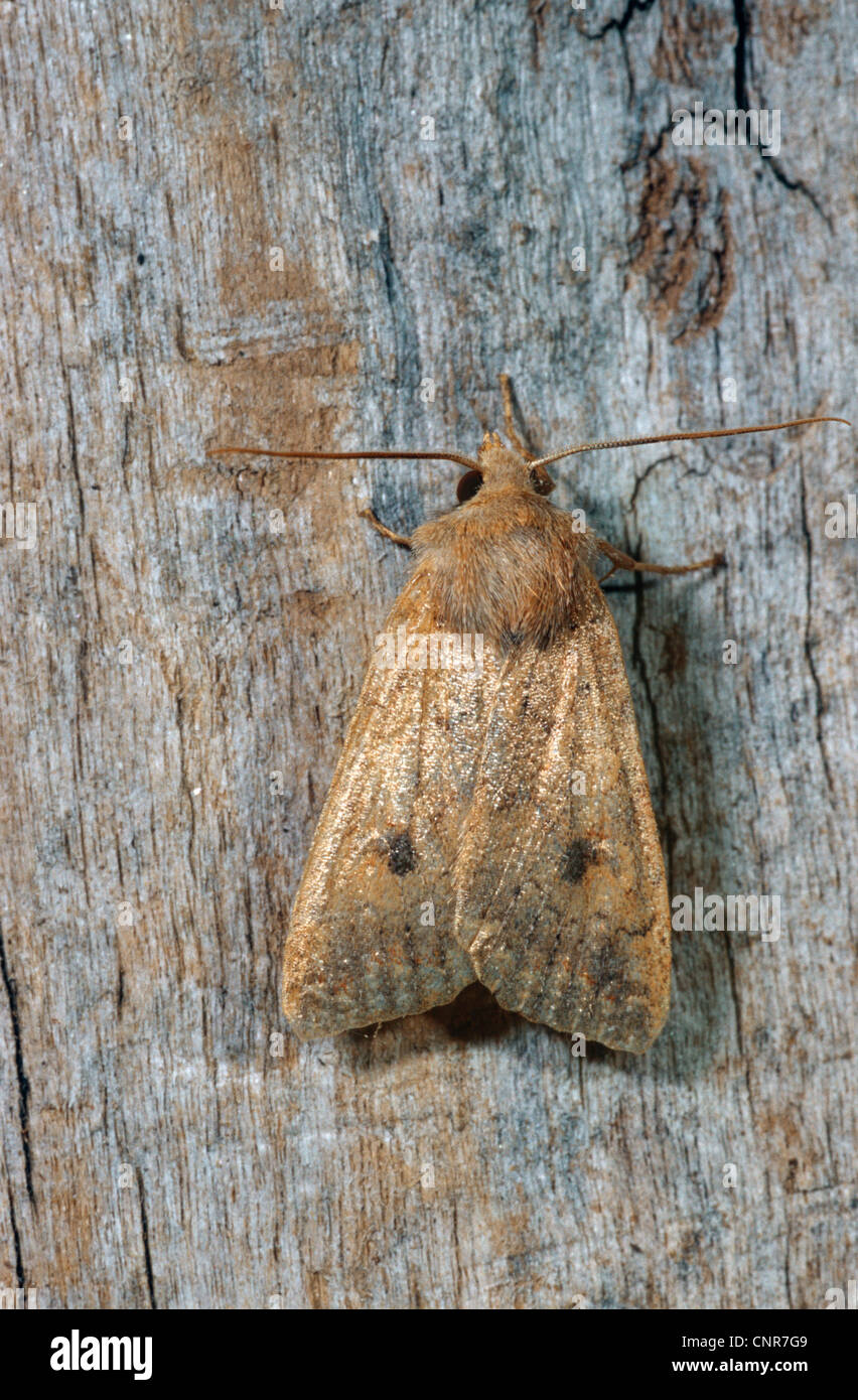 Agrochola Circellaris (Agrochola Circellaris), sitzen an einem