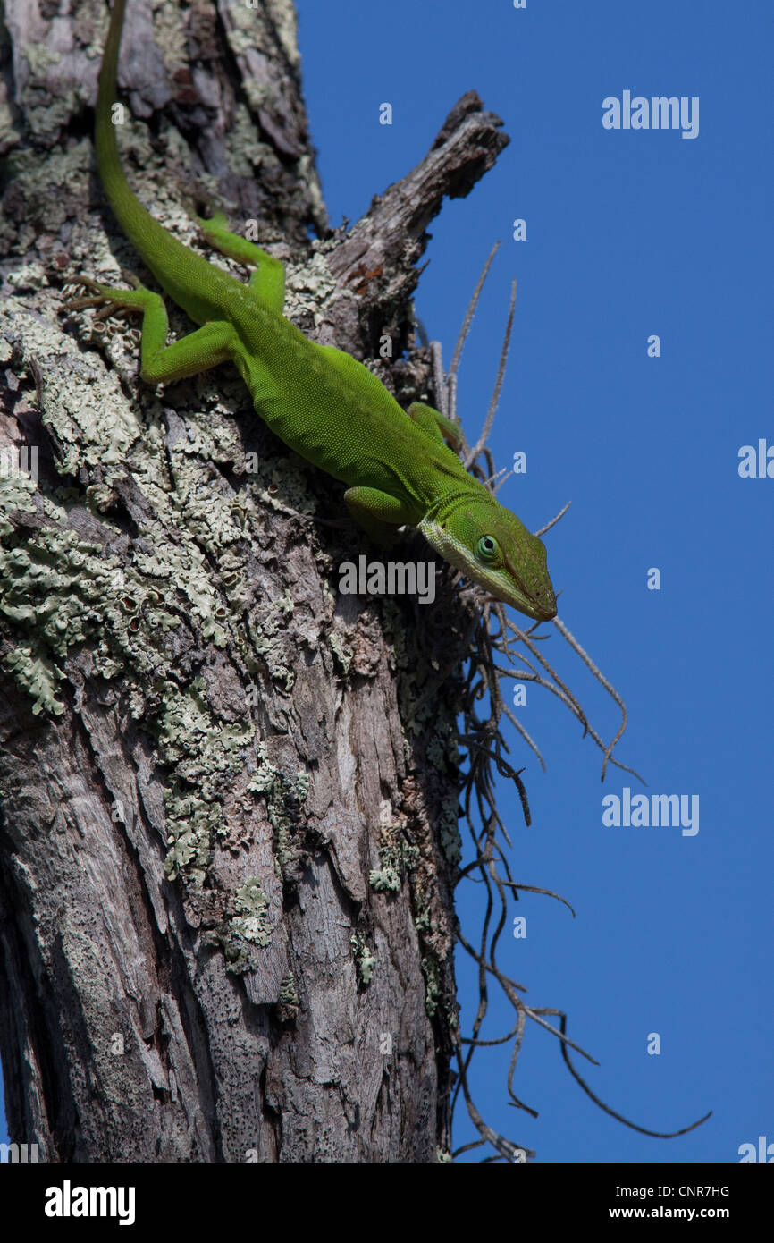 Grün oder Carolina Anole Eidechse Anolis Carolinensis auf Cypress Tree Taxodium Distichum Florida USA Stockfoto