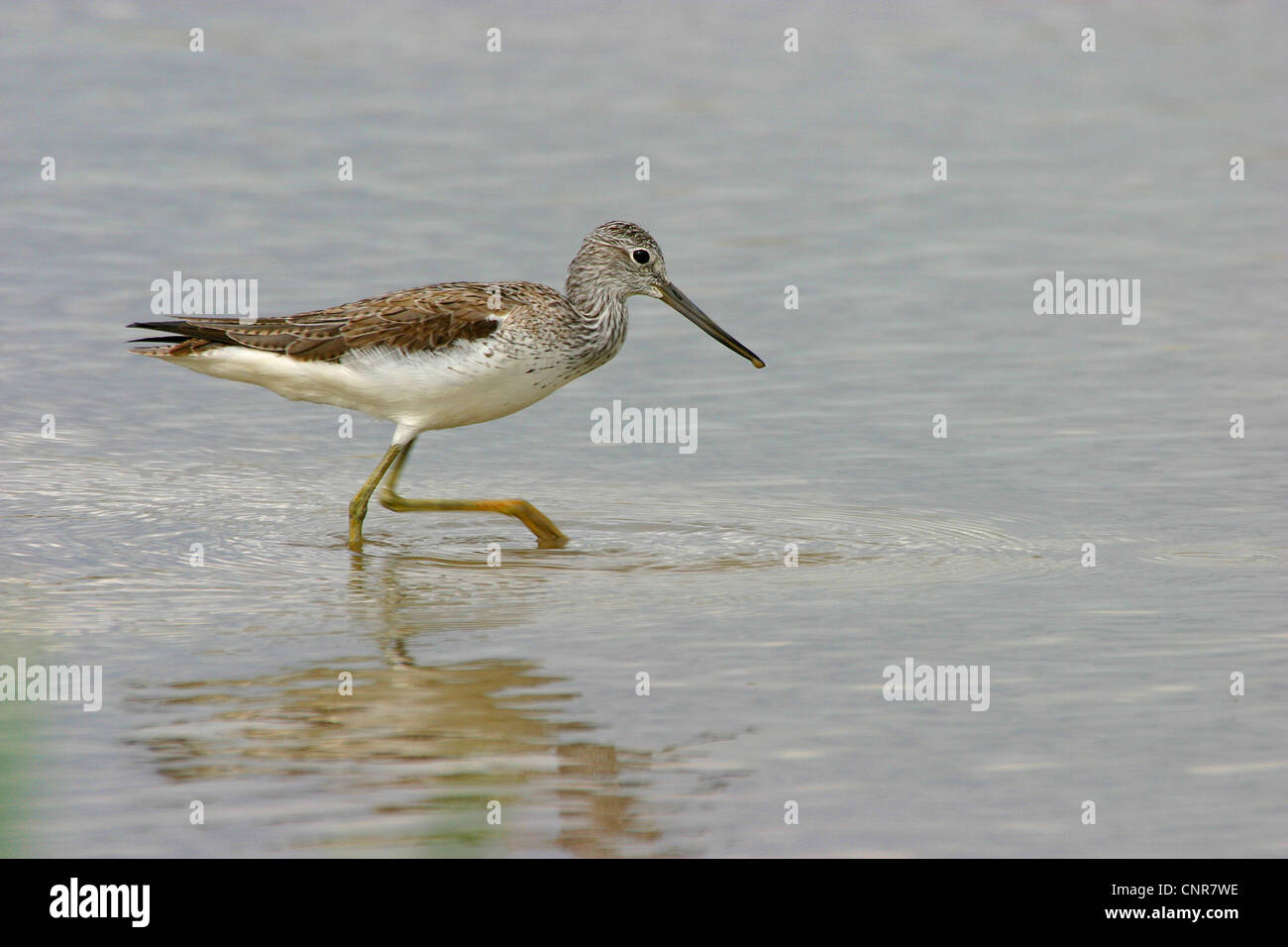 gemeinsamen Grünschenkel (Tringa Nebularia), Nahrungssuche in Wasser, Europa Stockfoto