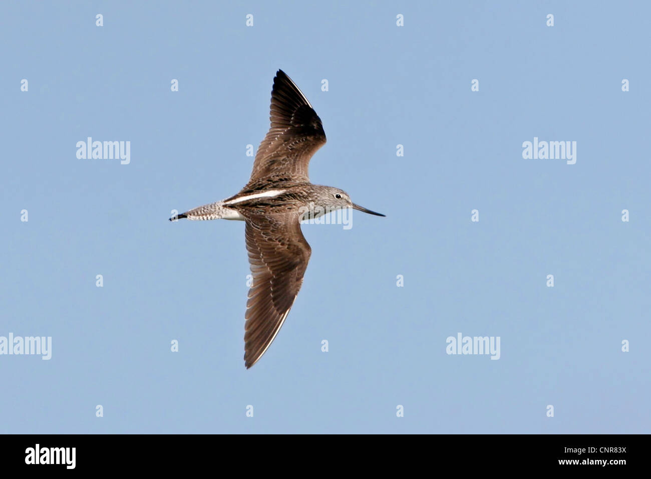 gemeinsamen Grünschenkel (Tringa Nebularia), fliegen, Europa Stockfoto