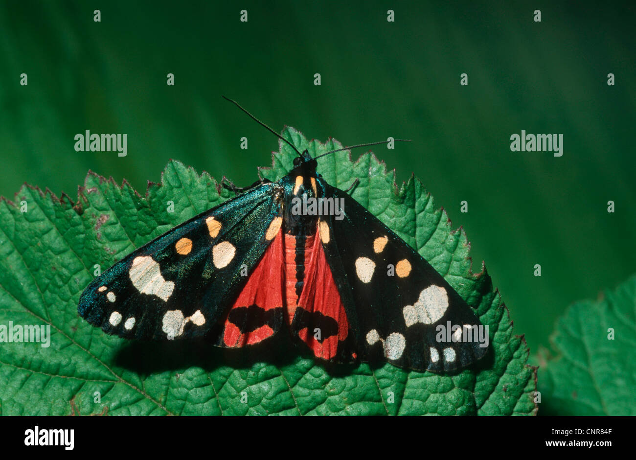 Scharlachrote Tiger (Art Dominula, Panaxia Dominula), sitzt auf einem Blatt und Lichtprojektionen Warnfarben, Deutschland Stockfoto