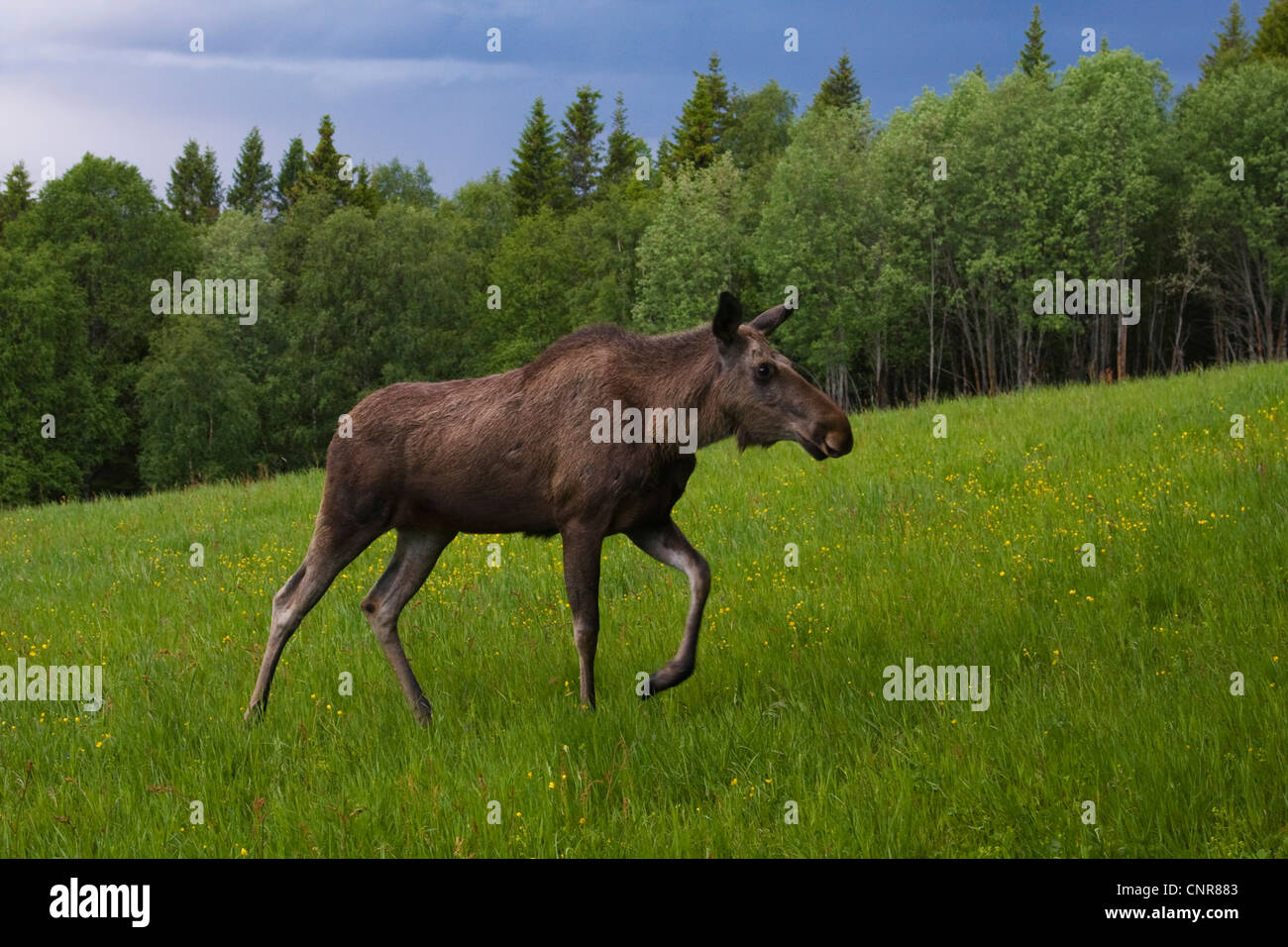 Elch, Elch (Alces Alces), Weibchen vor Forst bei Gewitterstimmung, Schweden Stockfoto
