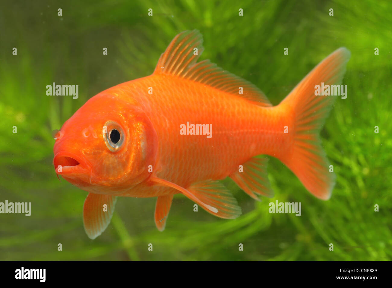 Koi-Karpfen (Cyprinus Carpio), Juvenil, orange Stockfoto