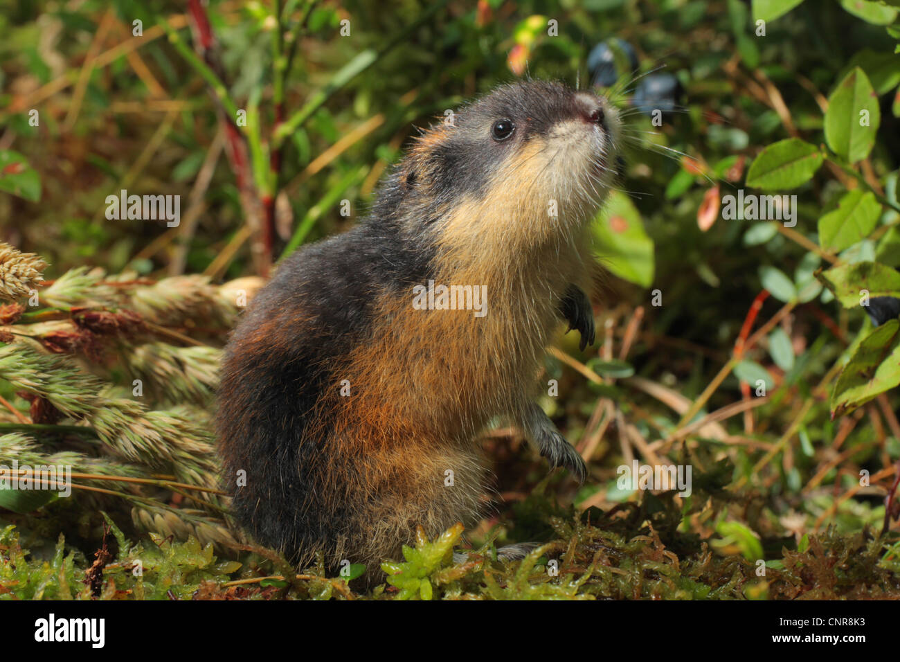 Norwegen-Lemming (Lemmus Lemmus), aufrecht, Schnupfen Stockfoto