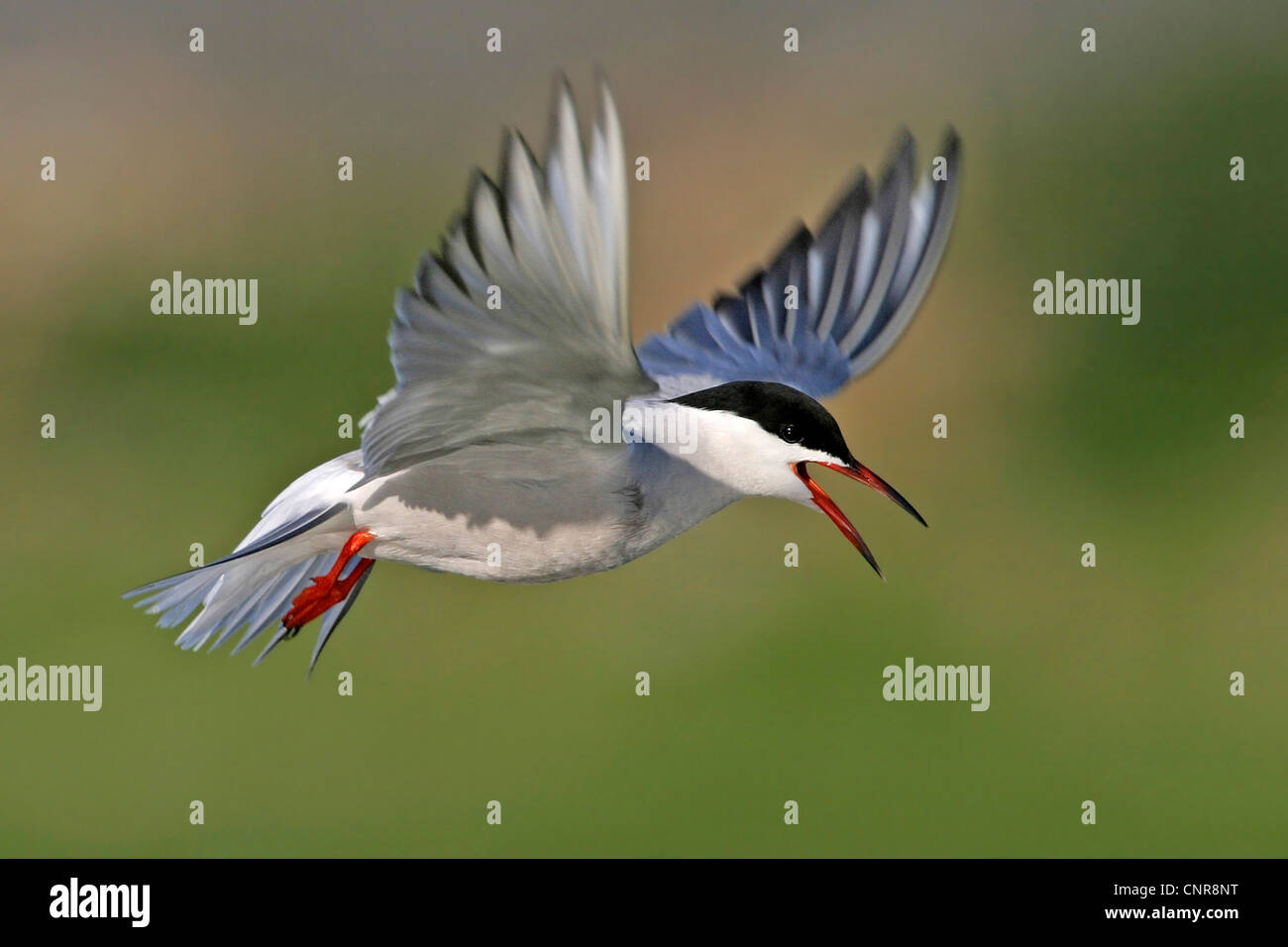 Seeschwalbe (Sterna Hirundo), fliegen, Niederlande Stockfoto