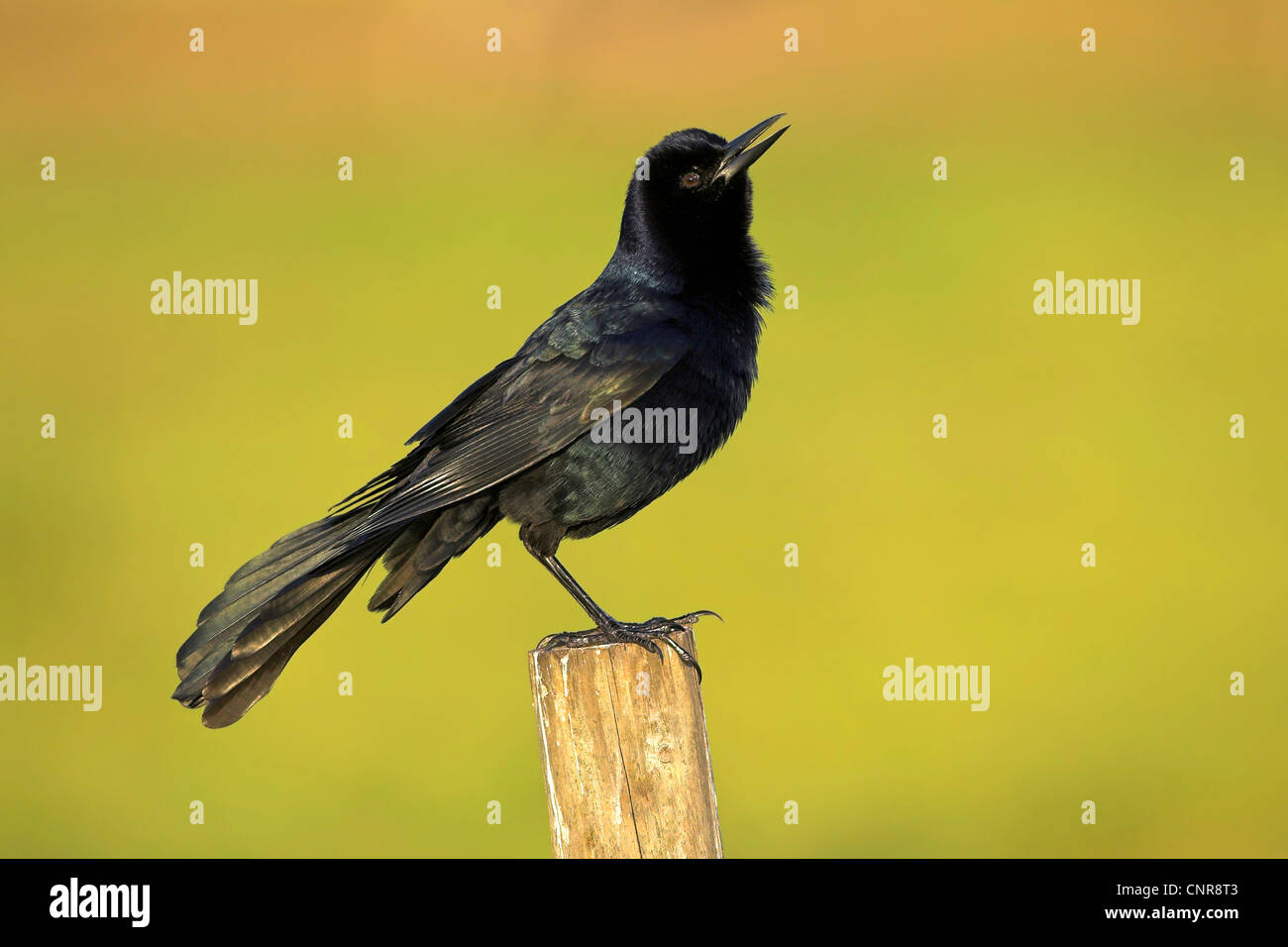 Boot-angebundene Grackle (Quiscalus großen), auf der Post, USA, Florida Stockfoto