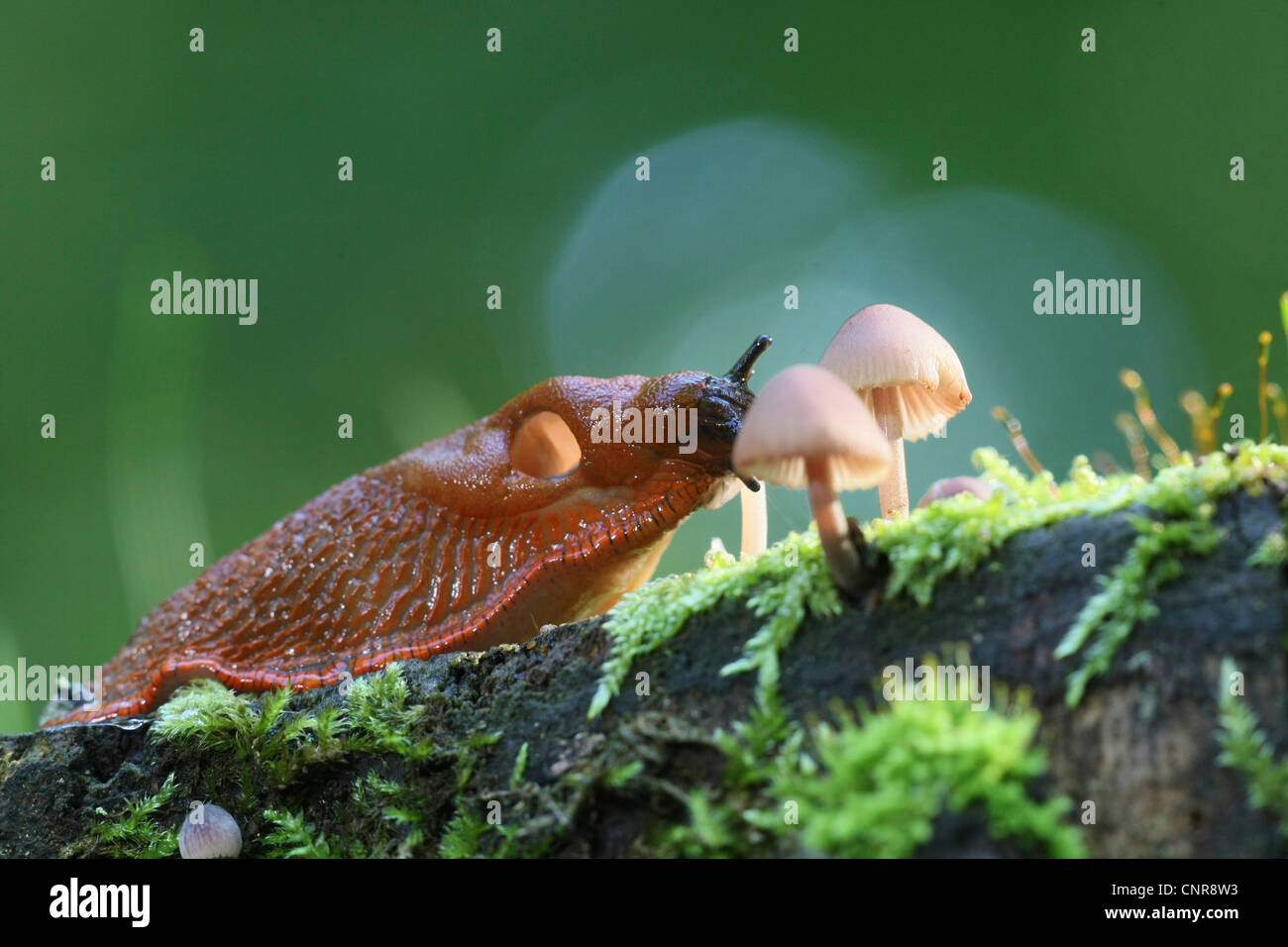 große rote Nacktschnecke, größere rote Nacktschnecke, Schokolade Arion (Arion Rufus), Schnecke Essen Pilz, Deutschland, Nordrhein-Westfalen Stockfoto