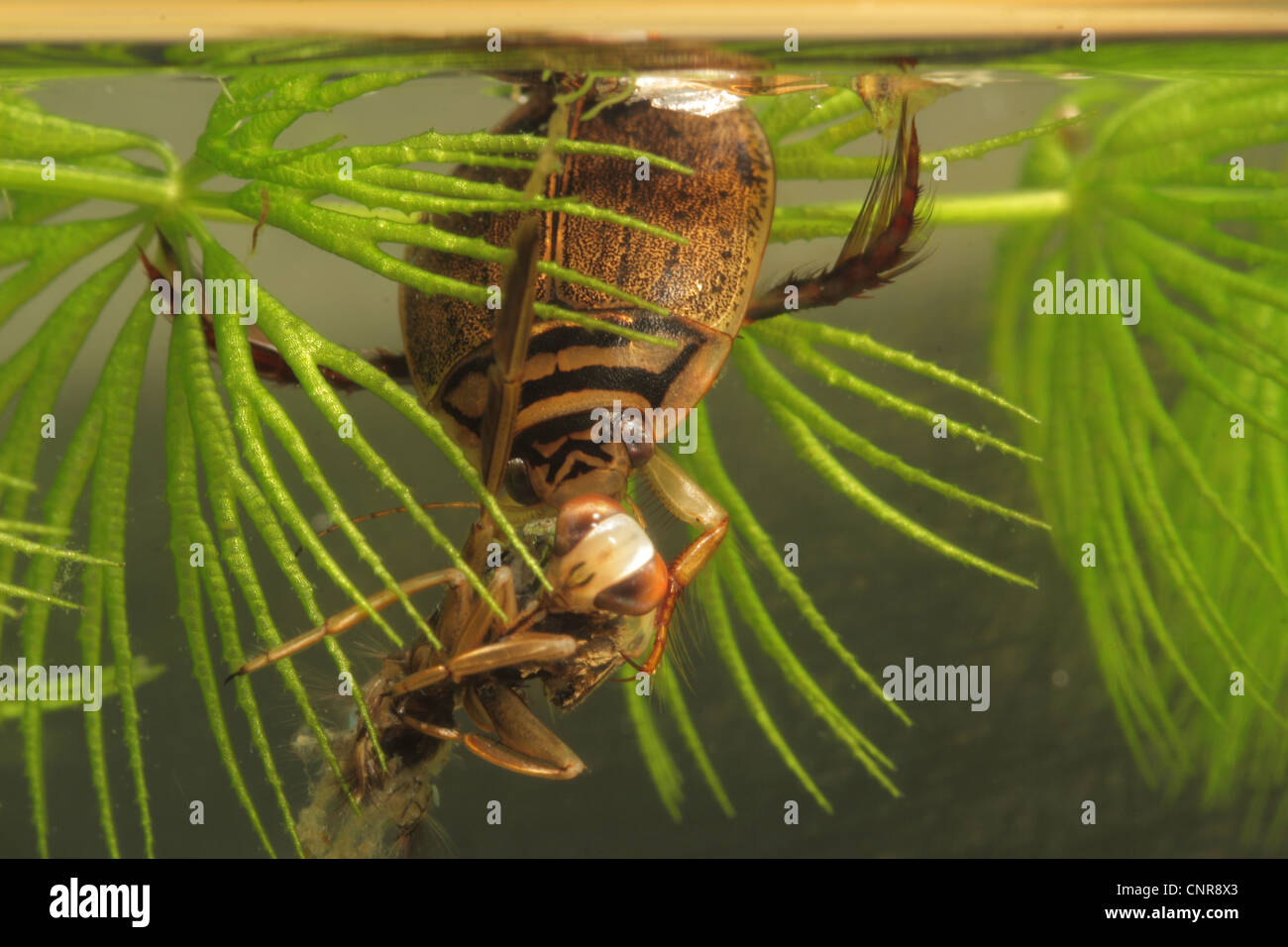 Gemeiner teichkäfer acilius Fotos und Bildmaterial in hoher Auflösung