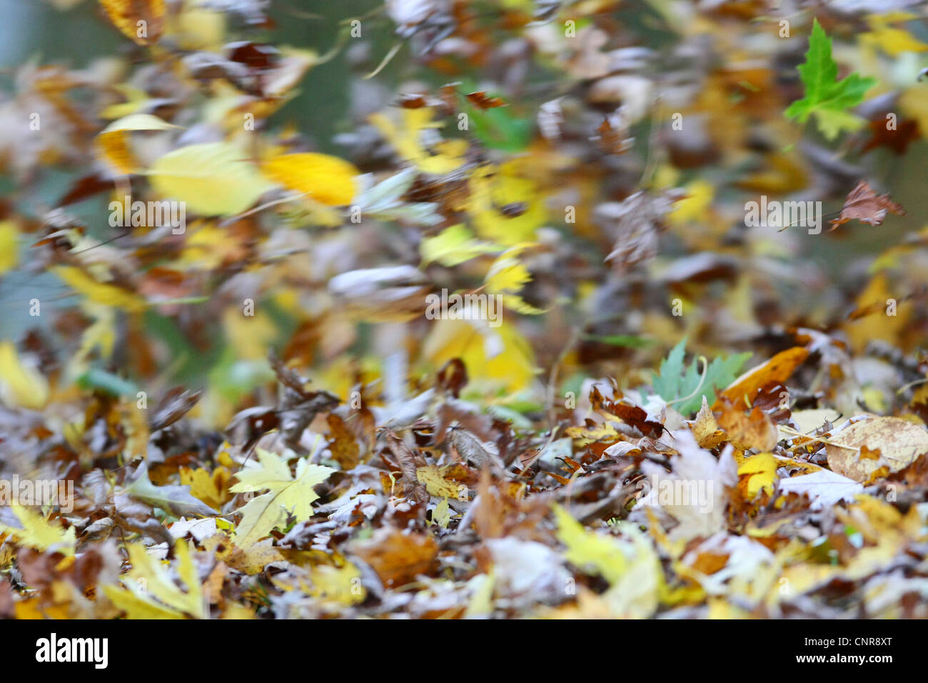 Herbst Blätter bei stürmischem Wetter, Deutschland, Nordrhein-Westfalen, Sauerland Stockfoto