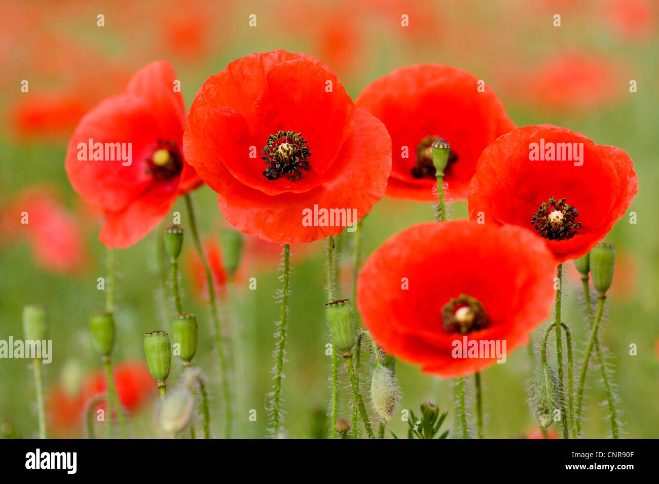 gemeinsamen Mohn, Klatschmohn, roter Mohn (Papaver Rhoeas), verschiedene Blumen, Deutschland, Sachsen, Vogtlaendische Schweiz Stockfoto