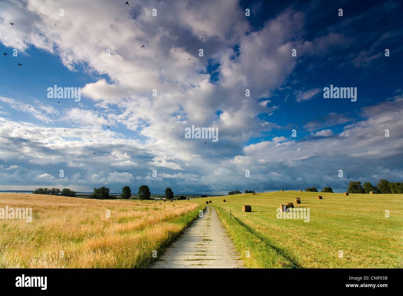 geerntete Felder mit Ballen Stroh und Feld Path, Deutschland, Mecklenburg-Vorpommern, Hiddensee Stockfoto