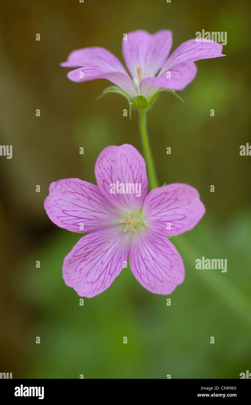 Französische Storchschnabel (Geranium Endressii), blühen, Deutschland Stockfoto