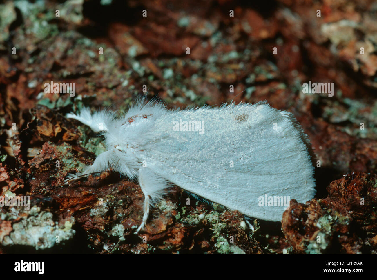 gelb-Leitwerk, Gold-Tail (Euproctis Similis, Porthesia Similis, Sphrageidus Similis), Seitenansicht, Deutschland Stockfoto