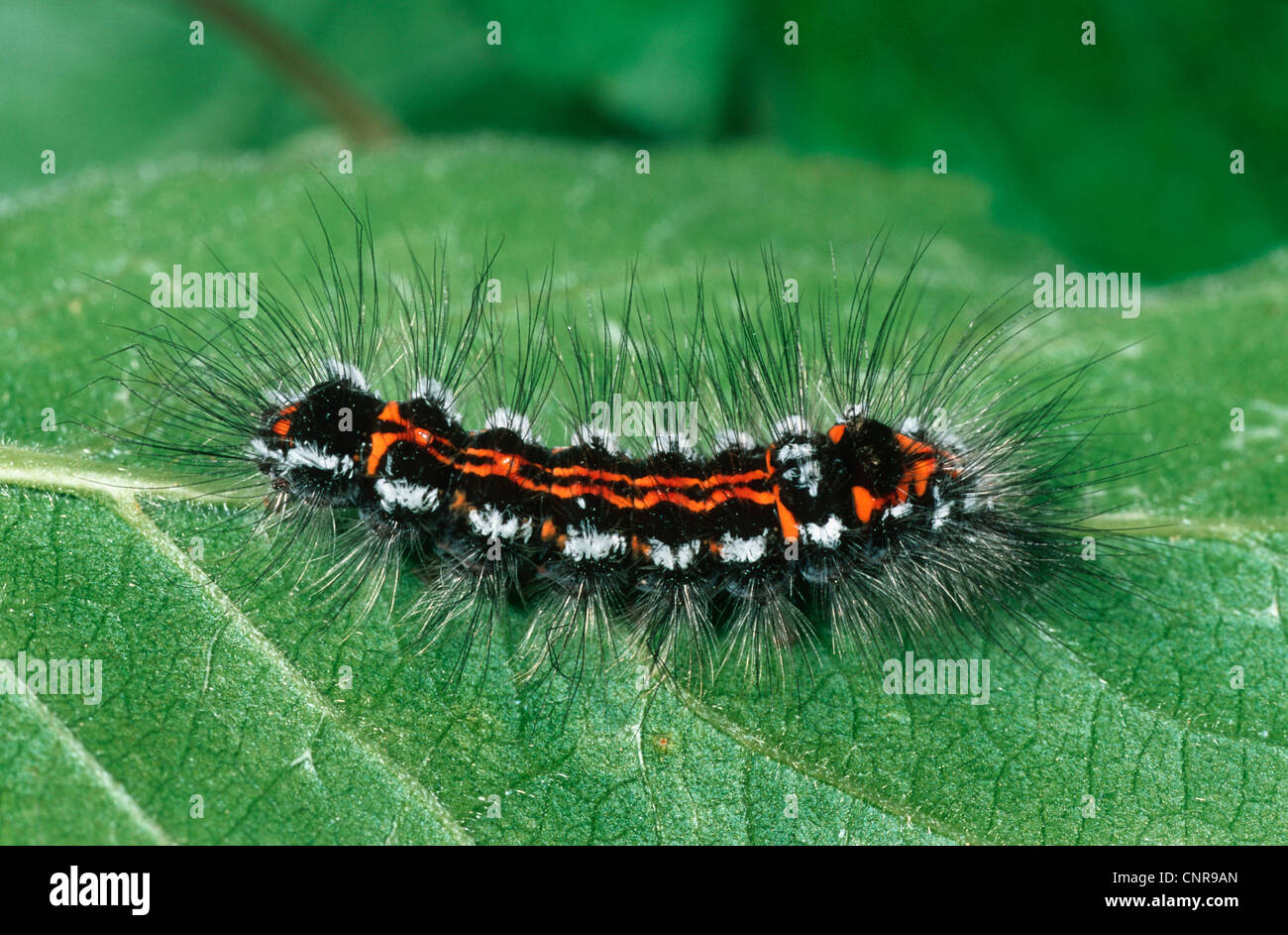 gelb-Tail, Gold-Tail (Euproctis Similis, Porthesia Similis, Sphrageidus Similis), sitzt auf einem Blatt, Deutschland Stockfoto