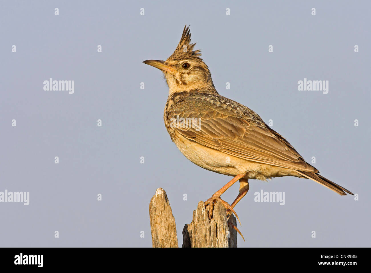 erklommene Lerche (Galerida Cristata), Zweig, Europa Stockfoto