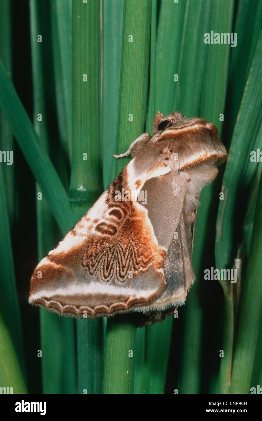 Buff Bögen (Habrosyne Pyritoides), sitzen, Gras, Deutschland Stockfoto