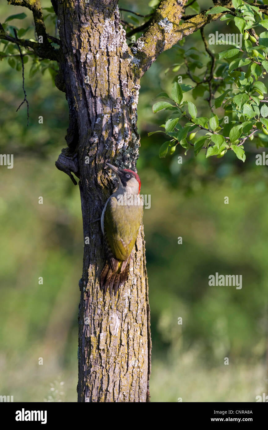 Grünspecht (Picus Viridis), weibliche Zucht-Höhle, Österreich Stockfoto