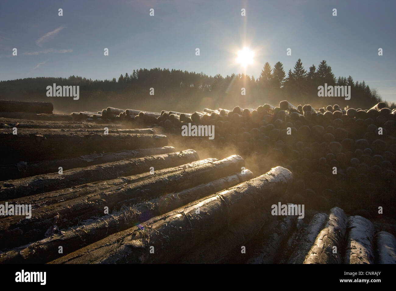 Gemeine Fichte (Picea Abies), Speicher für Protokolle eine nach einem