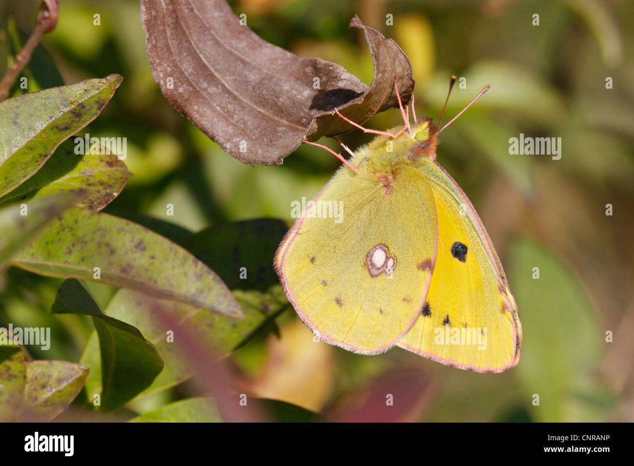 Berger ist getrübt, gelb (Colias Australis, Colias Alfacariensis), sitzt auf einem Blatt, Deutschland, Baden-Württemberg Stockfoto