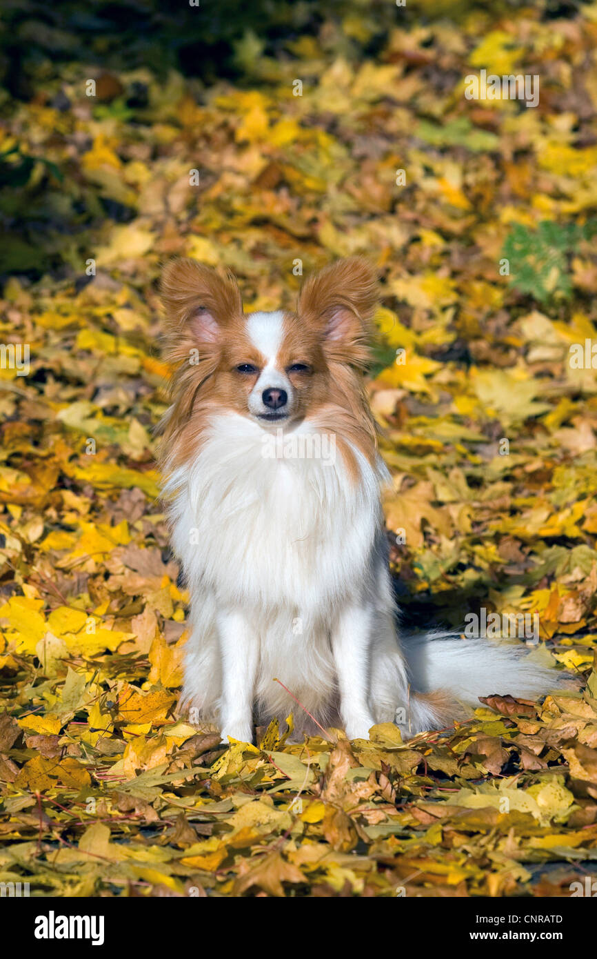 Papillon (Canis Lupus F. Familiaris), sitzen im Herbstlaub