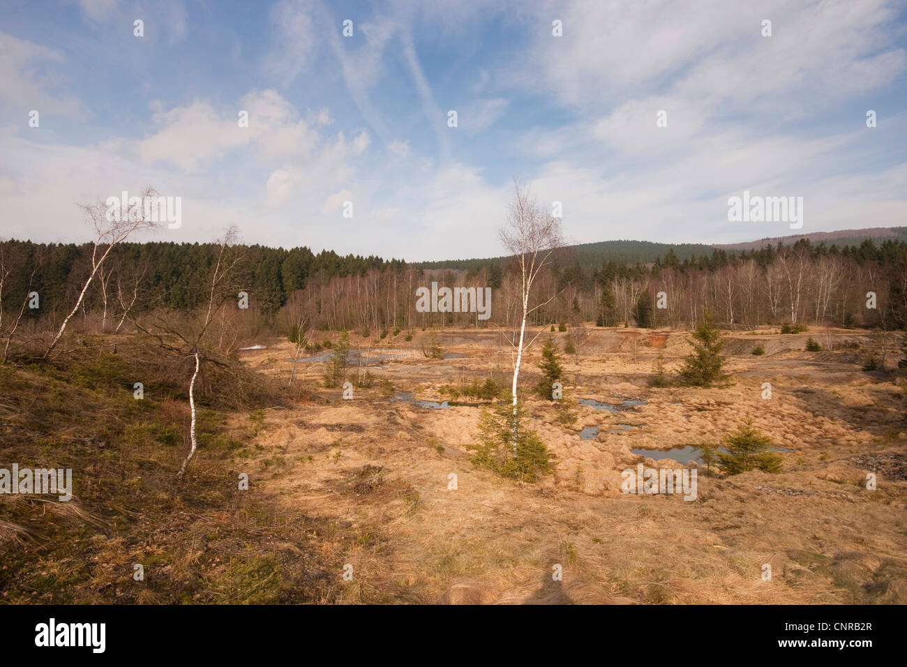 Birke (Betula spec.), Folge auf alten Tagebau Grube Littfeld, Germany, North Rhine-Westphalia, Siegerland, Littfeld Stockfoto