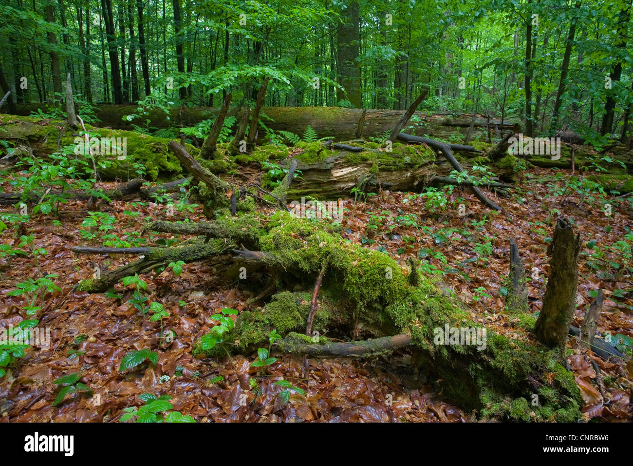 tote Baumstämme im Frühjahr in Jungfrau Wald Mittelsteighuette, Deutschland, Nationalpark Bayerischer Wald Stockfoto