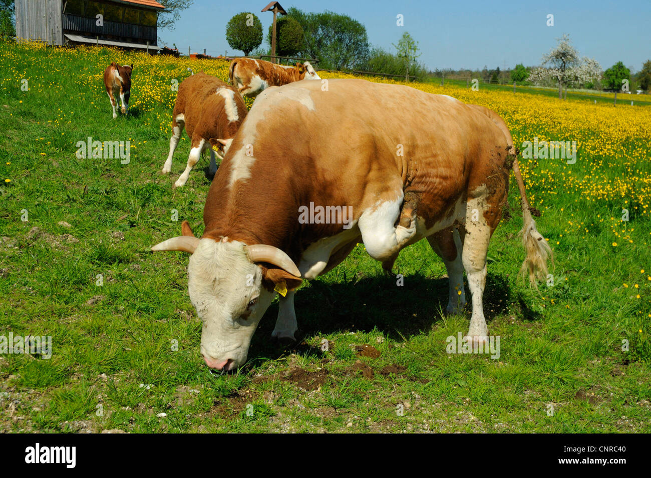 Hausrind (Bos Primigenius F. Taurus), Hinterwaelder Vieh. Stier, Kuh und Kalb auf einer Weide im Frühling, Deutschland, Baden-Württemberg Stockfoto