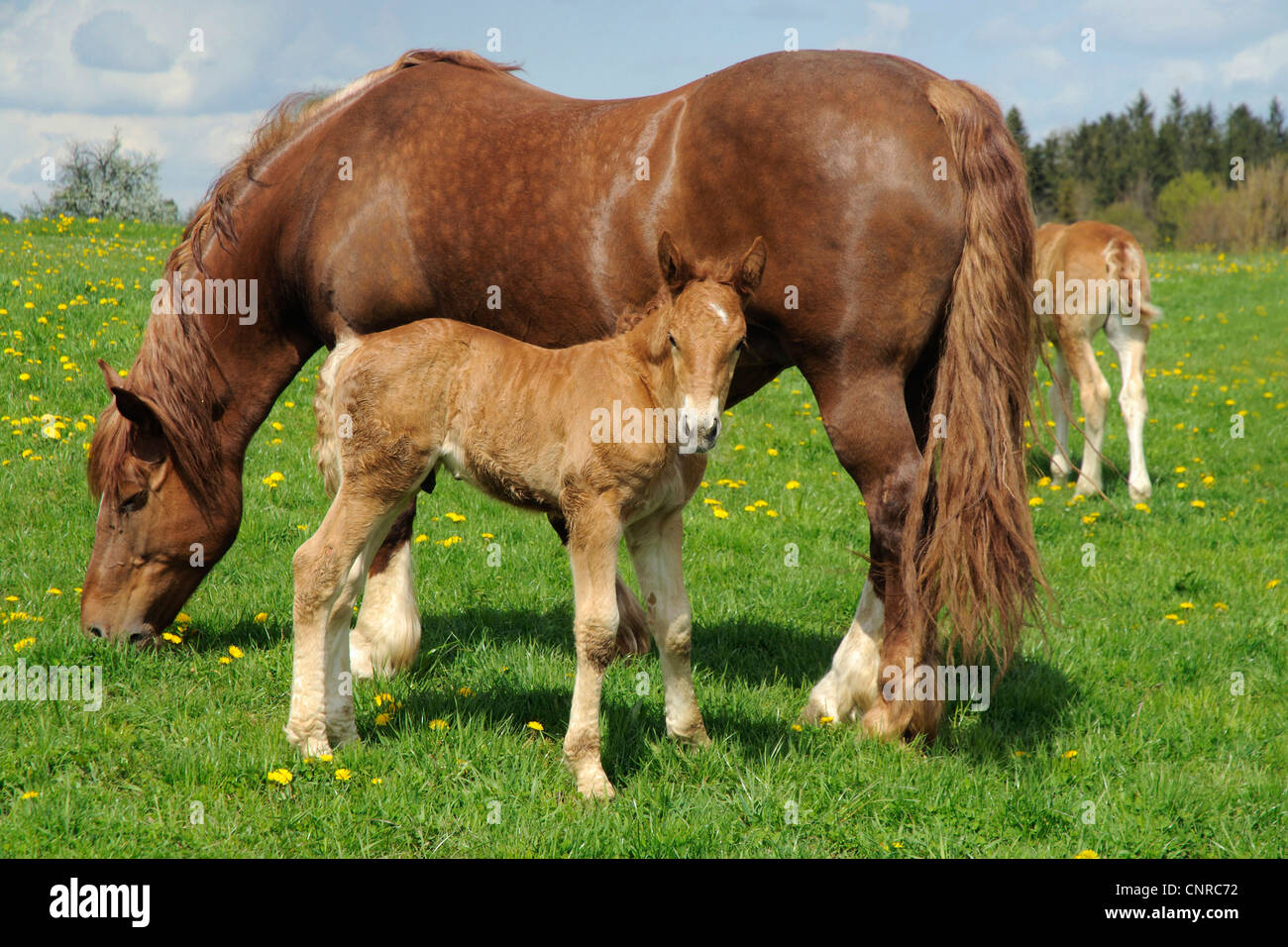 Süddeutsches Coldblood (Equus Przewalskii F. Caballus), Stute mit Fohlen auf der Weide im Frühling, Deutschland, Baden-Württemberg, sch.ools.it Alb Stockfoto