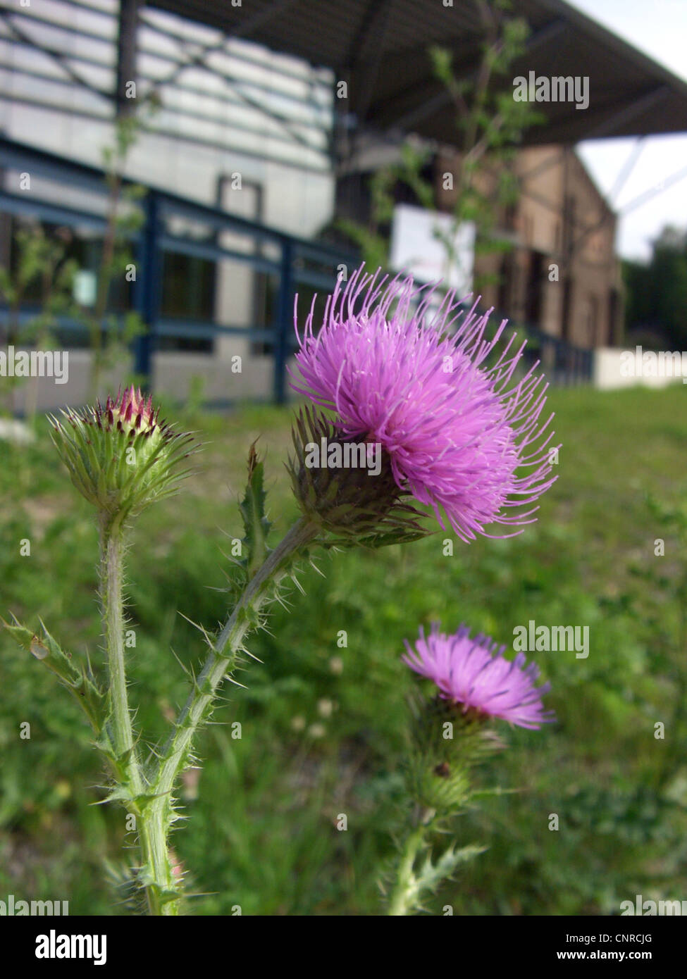 Akanthus Distel, plumeless Thistle Krause Distel (Blütenstandsboden Acanthoides), blühen, Bochum, Ruhrgebiet, Nordrhein-Westfalen, Deutschland Stockfoto