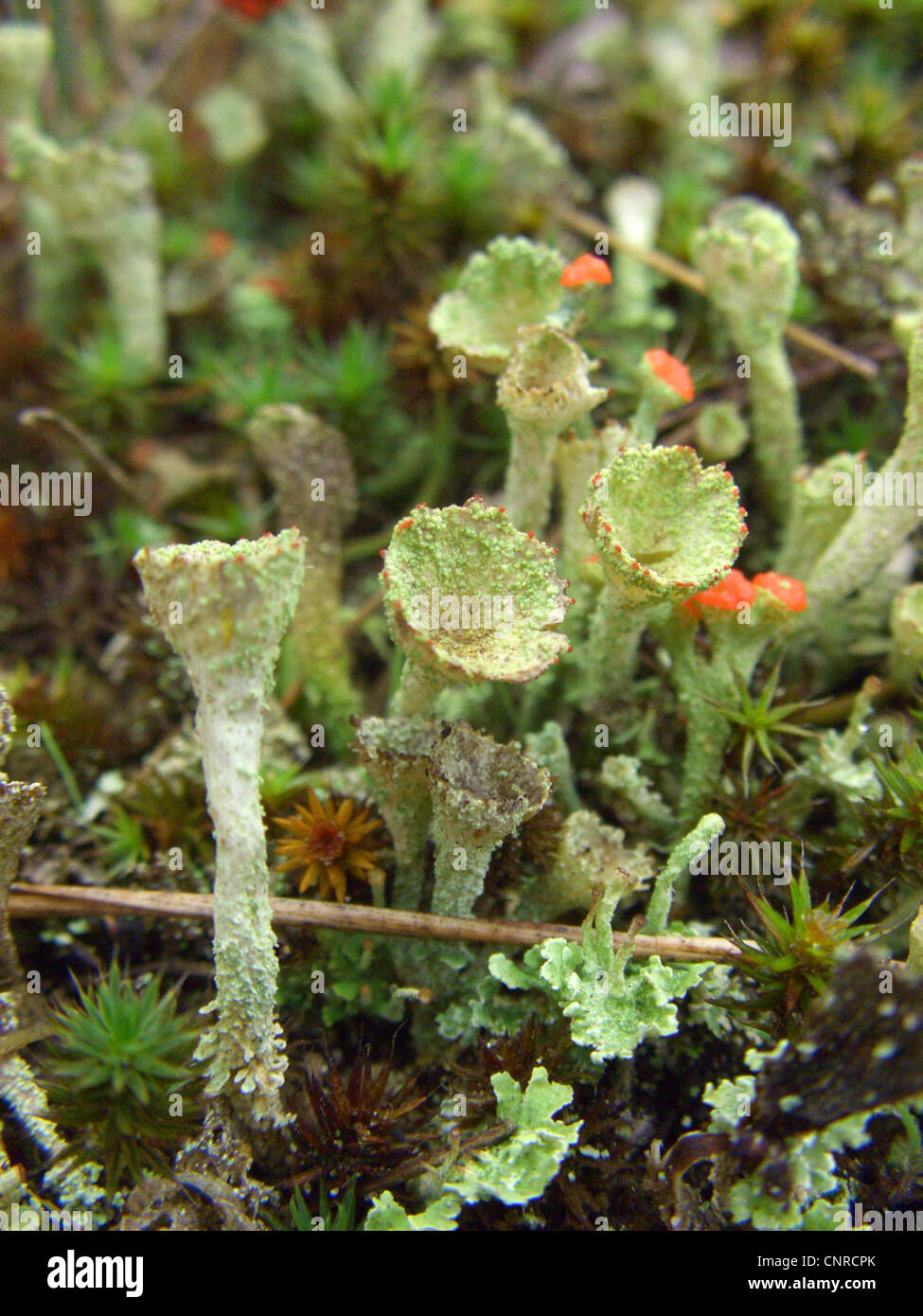 Pokal Flechtenarten (Cladonia Chlorophaea Agg.), Nahaufnahme von Apothecia, wachsen auf Sanddünen mit Cladonia Macilenta (rot), Deutschland, Niedersachsen, NSG Elbtalduenen Stockfoto