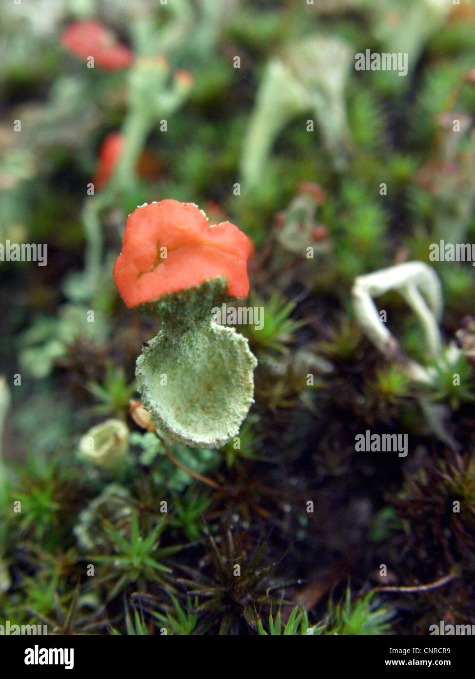 Pokal Flechtenarten (Cladonia Macilenta), mit roten Apothecia, wachsen auf Sanddünen, Deutschland, Niedersachsen, NSG Elbtalduenen Stockfoto