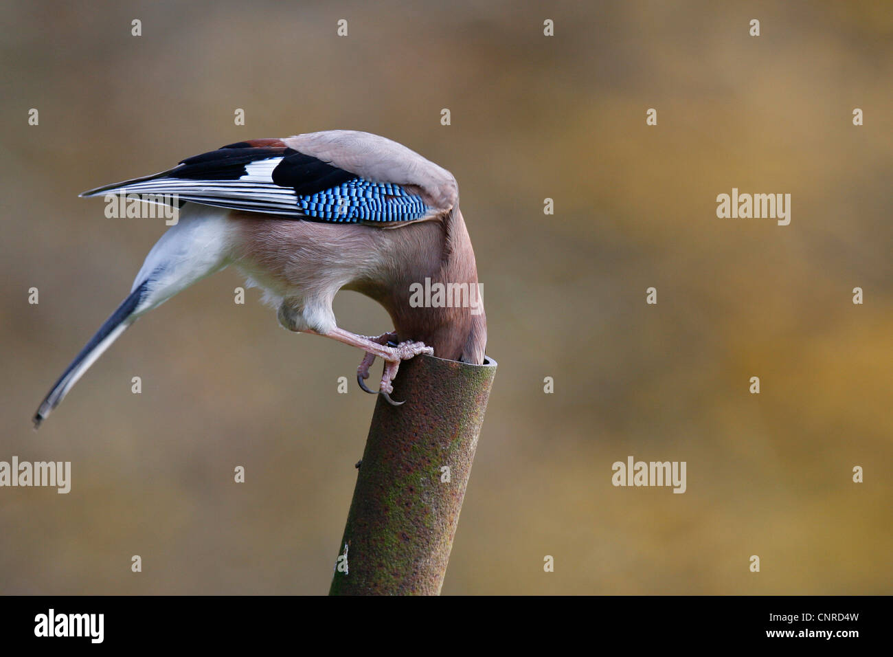 Jay (Garrulus Glandarius), Getränke aus einem alten rostigen Zaun buchen, Deutschland, Rheinland-Pfalz Stockfoto