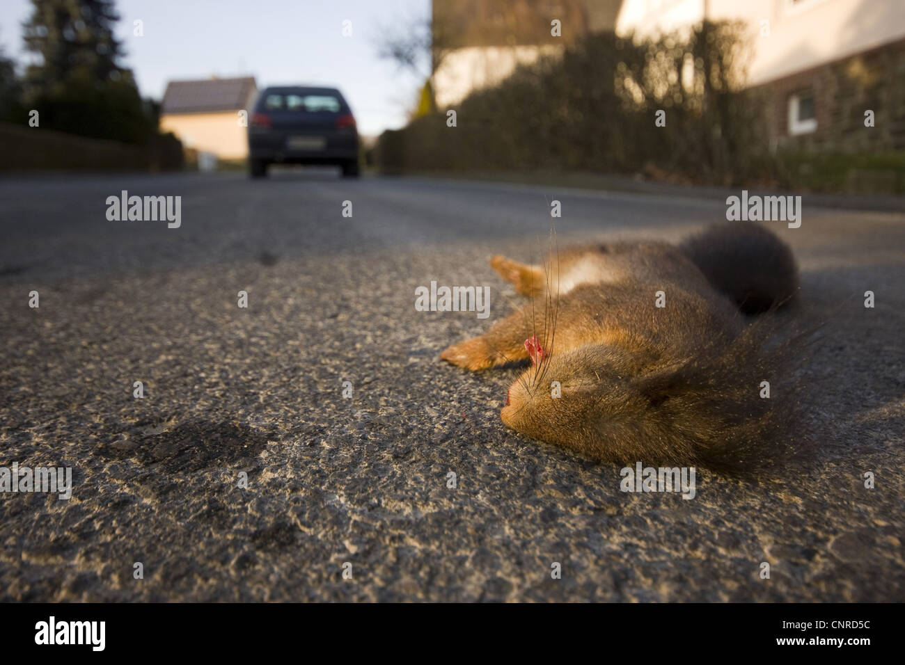 Europäische Eichhörnchen, eurasische Eichhörnchen (Sciurus Vulgaris), tot in einer Straße, Deutschland, Rheinland-Pfalz Stockfoto