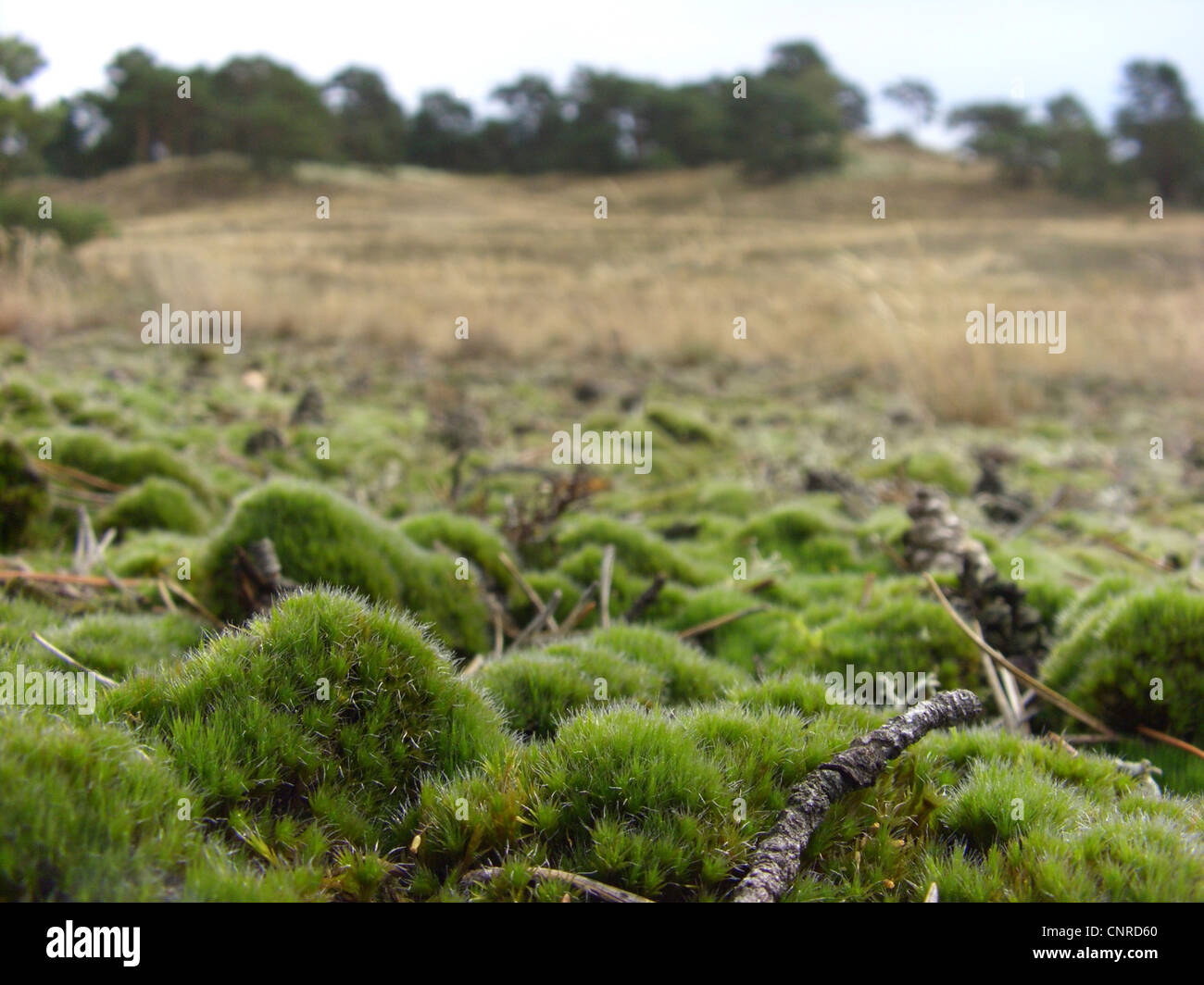 Campylopus Moos (Campylopus Introflexus), auf Sanddünen, Germany, North