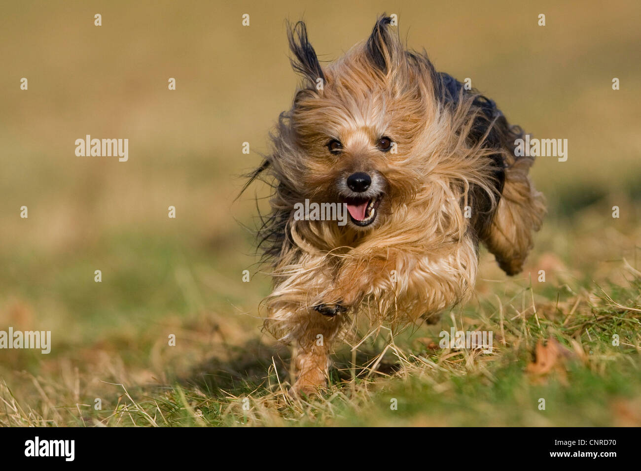 Mischling Hund (Canis Lupus F. Familiaris), freudig über eine Wiese laufen Stockfoto
