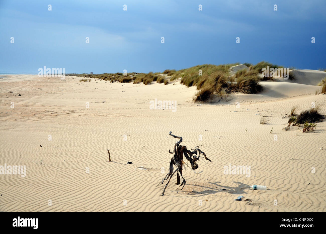 Dünenlandschaft am Cota Donana Nationalpark, Spanien, Andalusien, Cota Donana Nationalpark Stockfoto