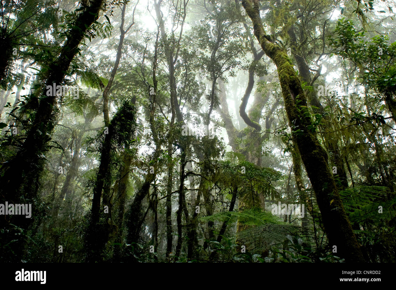 Regenwald im Nebel, Australien, Queensland, Lamington National Park Stockfoto