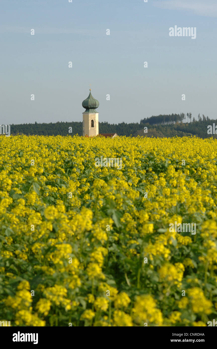 Ackersenf, Bereich Senf, Mais Senf (Sinapis Arvensis), Feld mit Kirche ...
