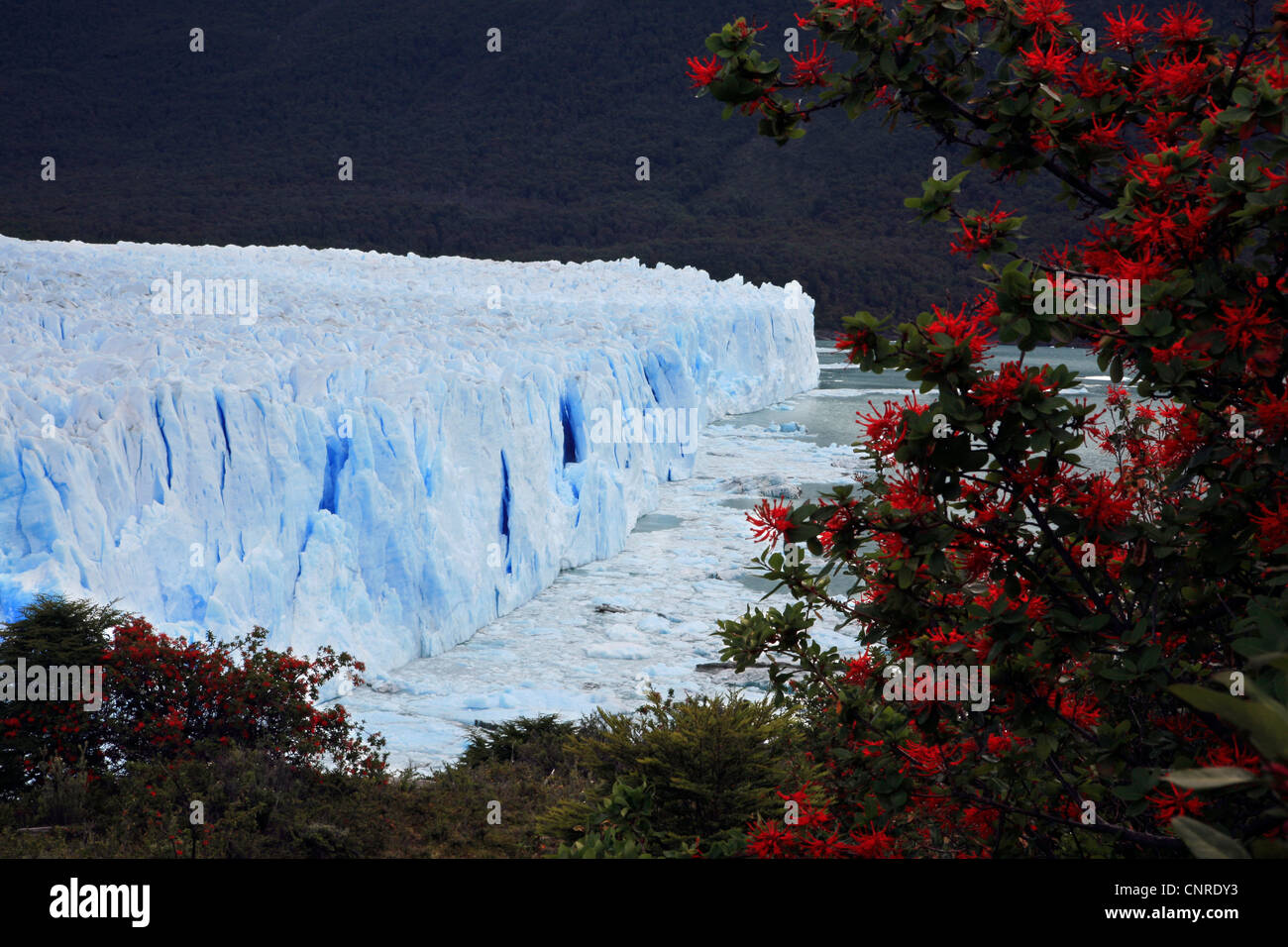 Chilenische Feuer Busch (Embothrium Coccineum), Gletscher Perito Moreno, Argentinien, Patagonien Stockfoto