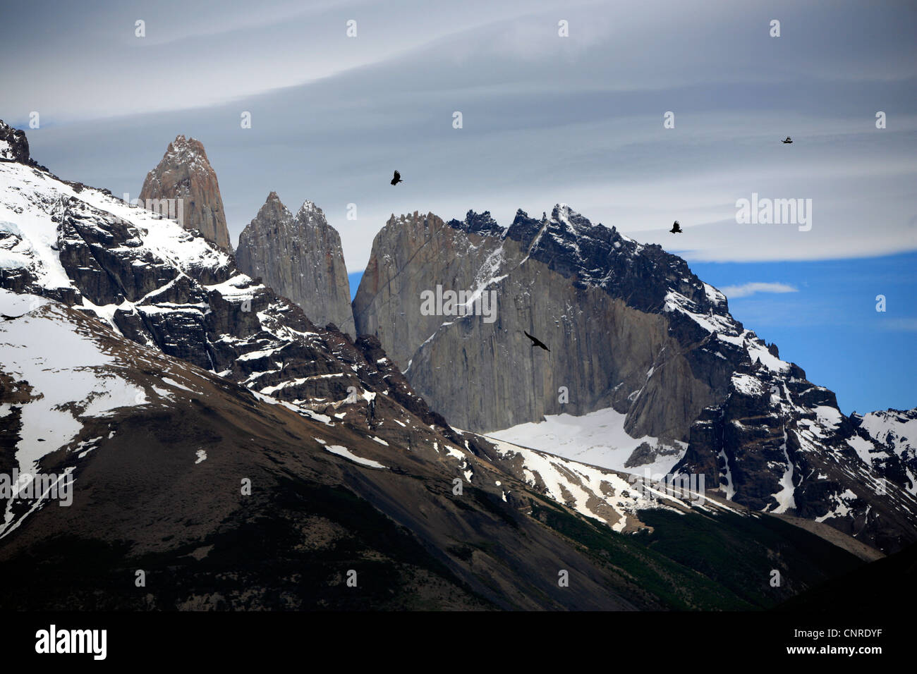 Andenkondor (Vultur Kondor), fliegen vor Torres, Chile, Anden, Torres del Paine Nationalpark Stockfoto