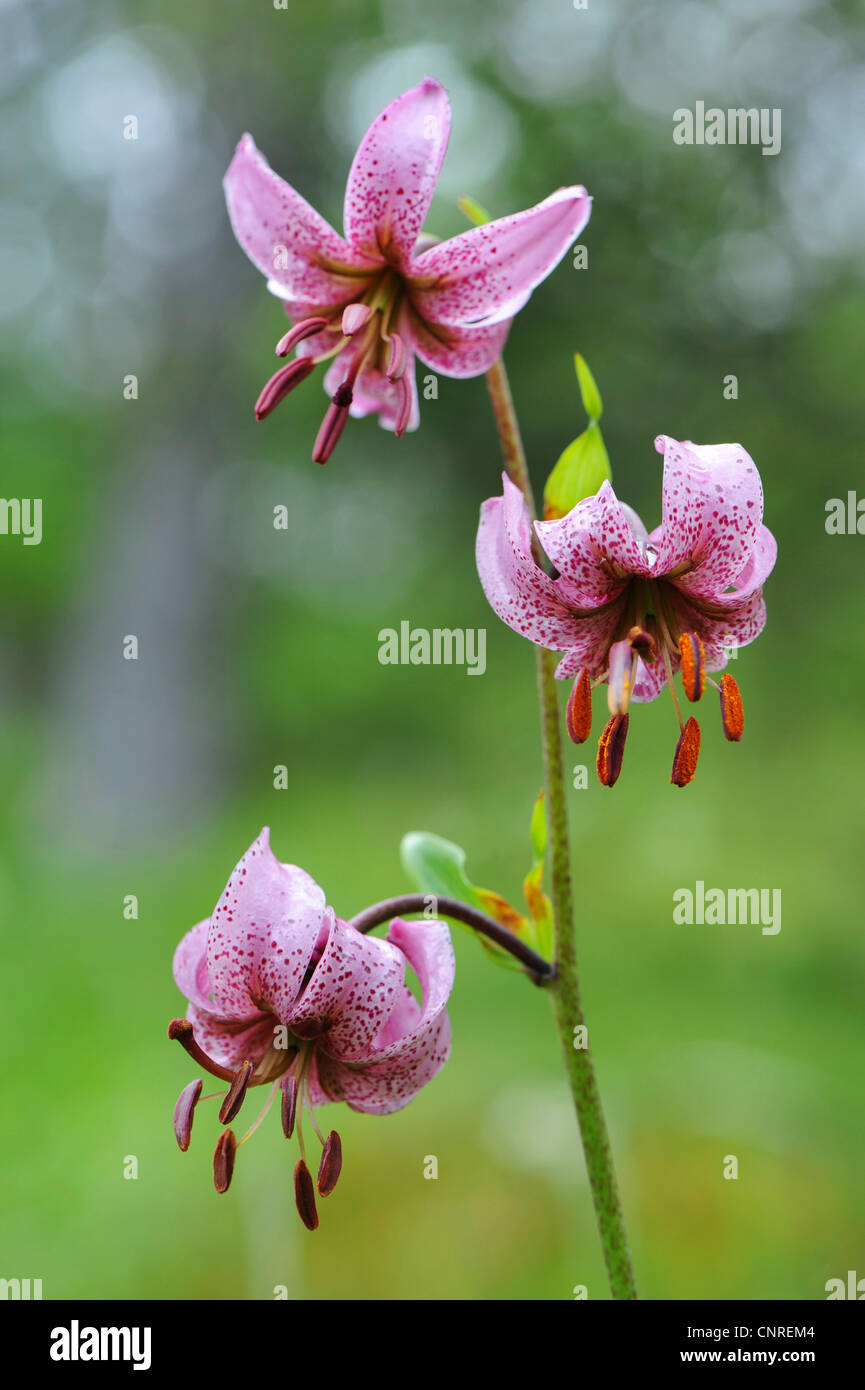 Martagon-Lilie, lila Turk Kappe Lilie (Lilium Martagon), Blumen, Schweiz,  Bündner Stockfotografie - Alamy